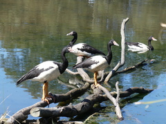 Anseranas semipalmata