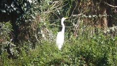 Ardea alba
