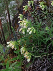 Onosma simplicissima