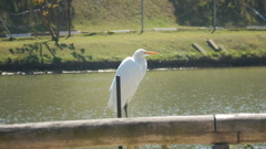 Ardea alba