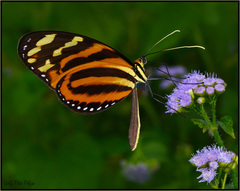 Melinaea lilis imitata