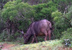 Syncerus caffer caffer