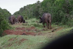 Syncerus caffer caffer