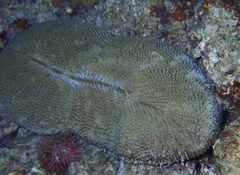 Ctenactis crassa