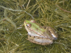 Pelophylax ridibundus