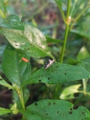 Cletomorpha simulans