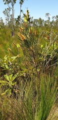 Melaleuca pachyphylla