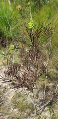 Melaleuca pachyphylla