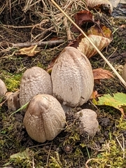 Coprinopsis atramentaria