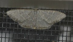 Idaea coercita