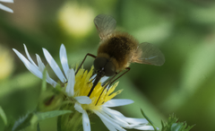 Sparnopolius confusus