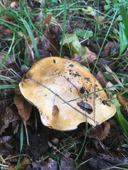 Russula ochroleuca