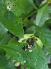 Cletomorpha simulans