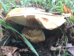 Russula ochroleuca