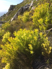 Leucadendron xanthoconus