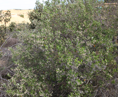 Spyridium globulosum