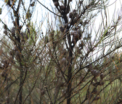 Allocasuarina humilis