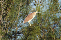Nycticorax caledonicus