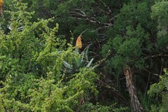 Aloe africana