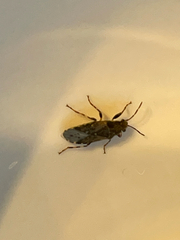 Heterogaster urticae