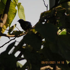 Niltava macgrigoriae