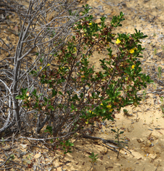 Hibbertia cuneiformis