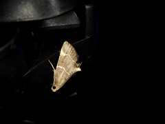 Stemmatophora valida