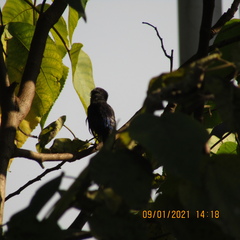 Niltava macgrigoriae