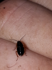 Ectobius sylvestris