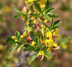 Hibbertia cuneiformis