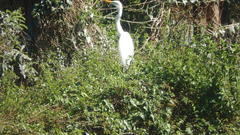Ardea alba