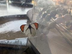 Colotis euippe omphale