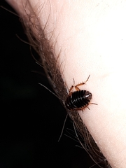Ectobius sylvestris