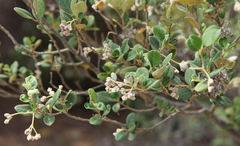 Spyridium globulosum