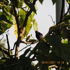 Niltava macgrigoriae