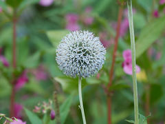 Echinops sphaerocephalus