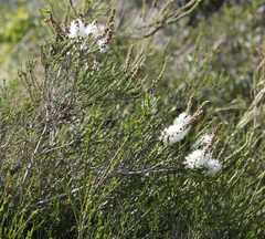 Melaleuca huegelii