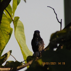 Niltava macgrigoriae