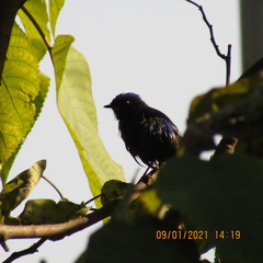 Niltava macgrigoriae