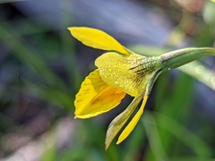Diuris behrii