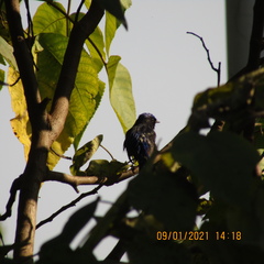 Niltava macgrigoriae