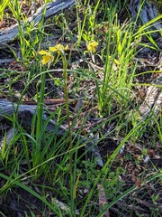 Diuris behrii