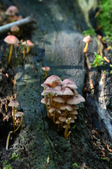 Mycena renati