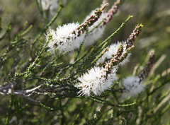 Melaleuca huegelii