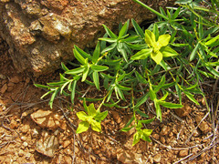 Euphorbia spinosa