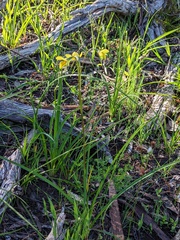 Diuris behrii