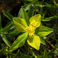 Euphorbia spinosa