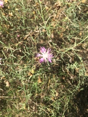 Centaurea aspera