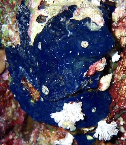 Hemimycale arabica