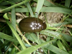 Hydrochara affinis